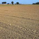 Agrarsteppe, agricultural desert 