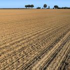 Agrarsteppe, agricultural desert 