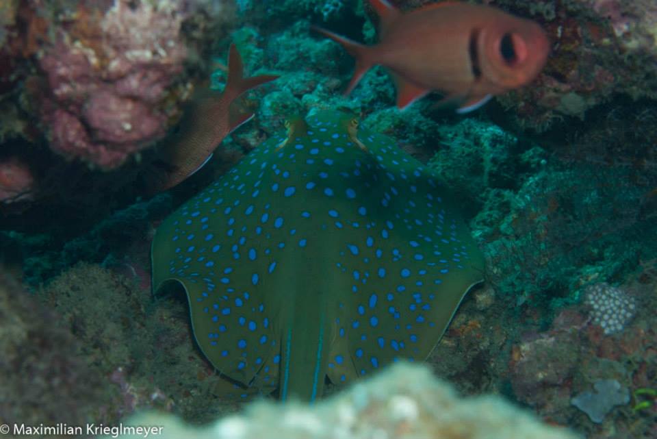 agrassive blue spotted stingray