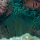 agrassive blue spotted stingray