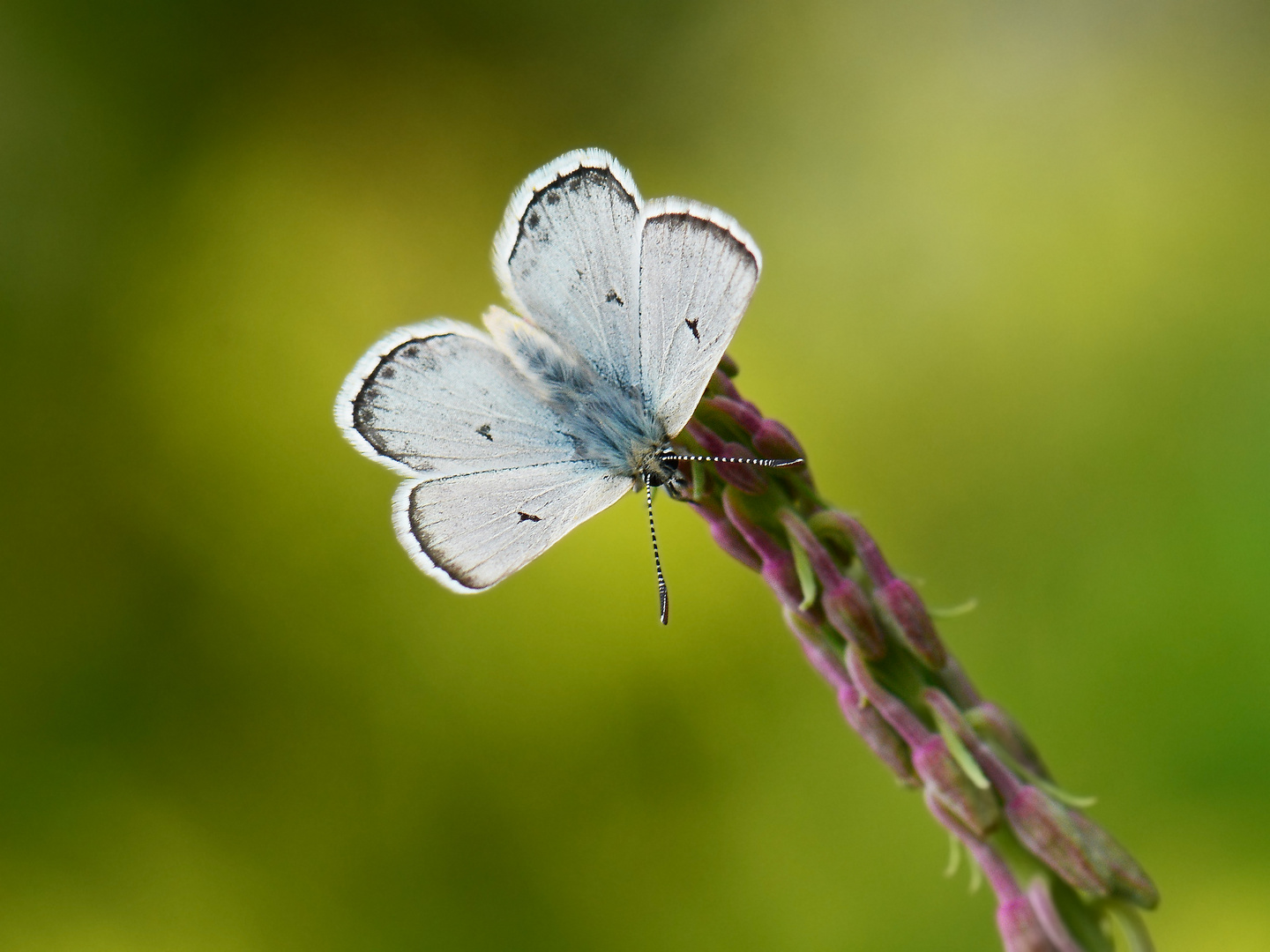 Agriades pyrenaica