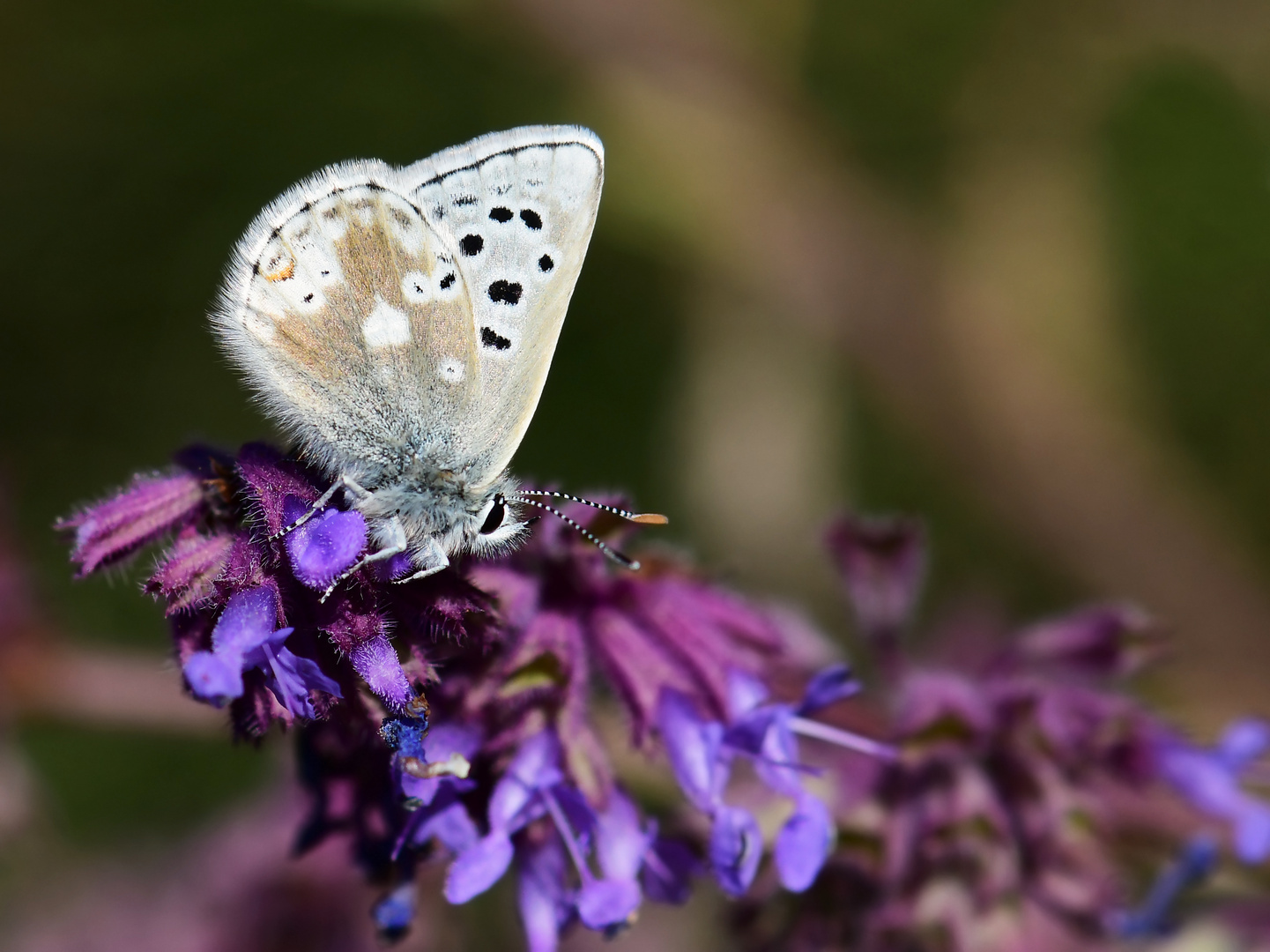 Agriades pyrenaica