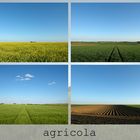 agricola