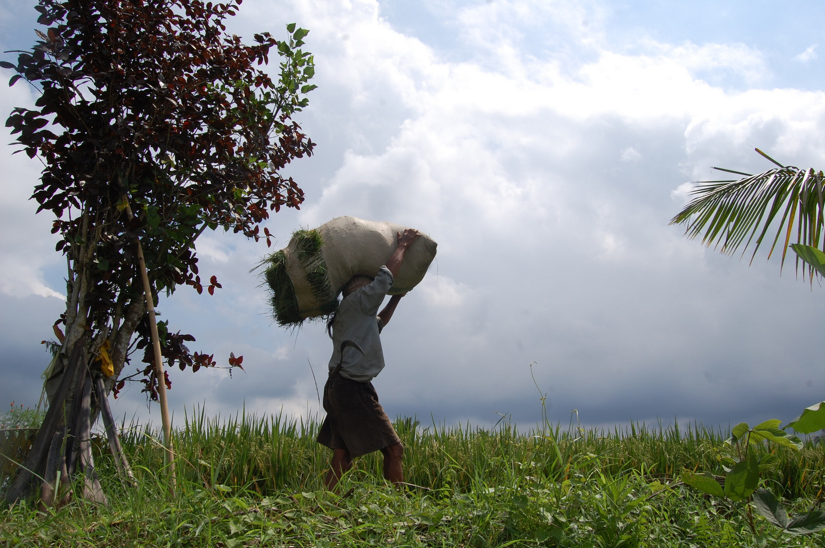 agriculteur à bali