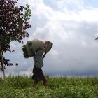 agriculteur à bali