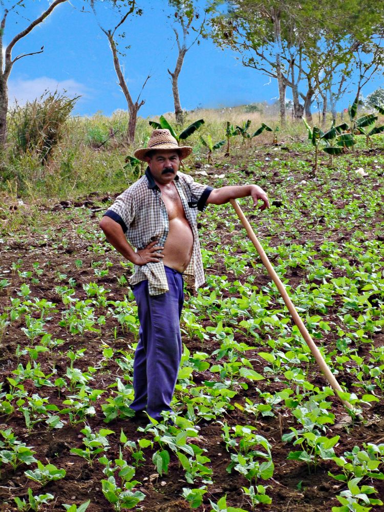 Agriculteur au champ