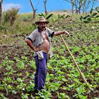 Agriculteur au champ