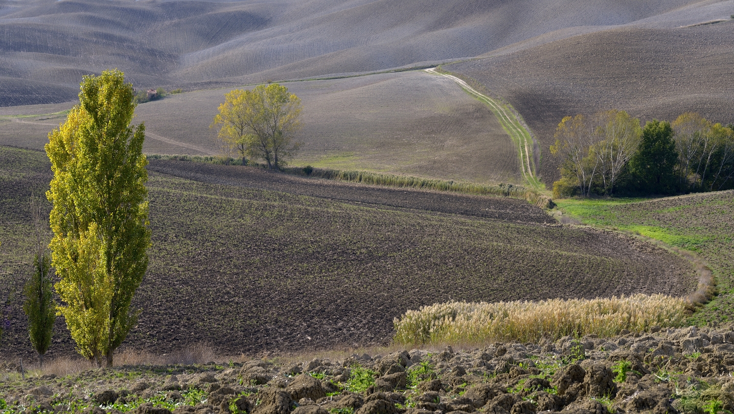 agricultura