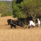 Agricultura Tradicional Viva