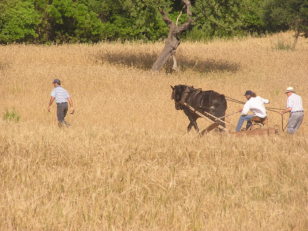Agriculture Traditionnelle Vivante photo et image  les saisons