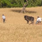 Agriculture Traditionnelle Vivante