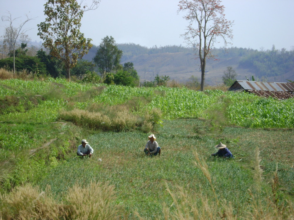 agriculture work