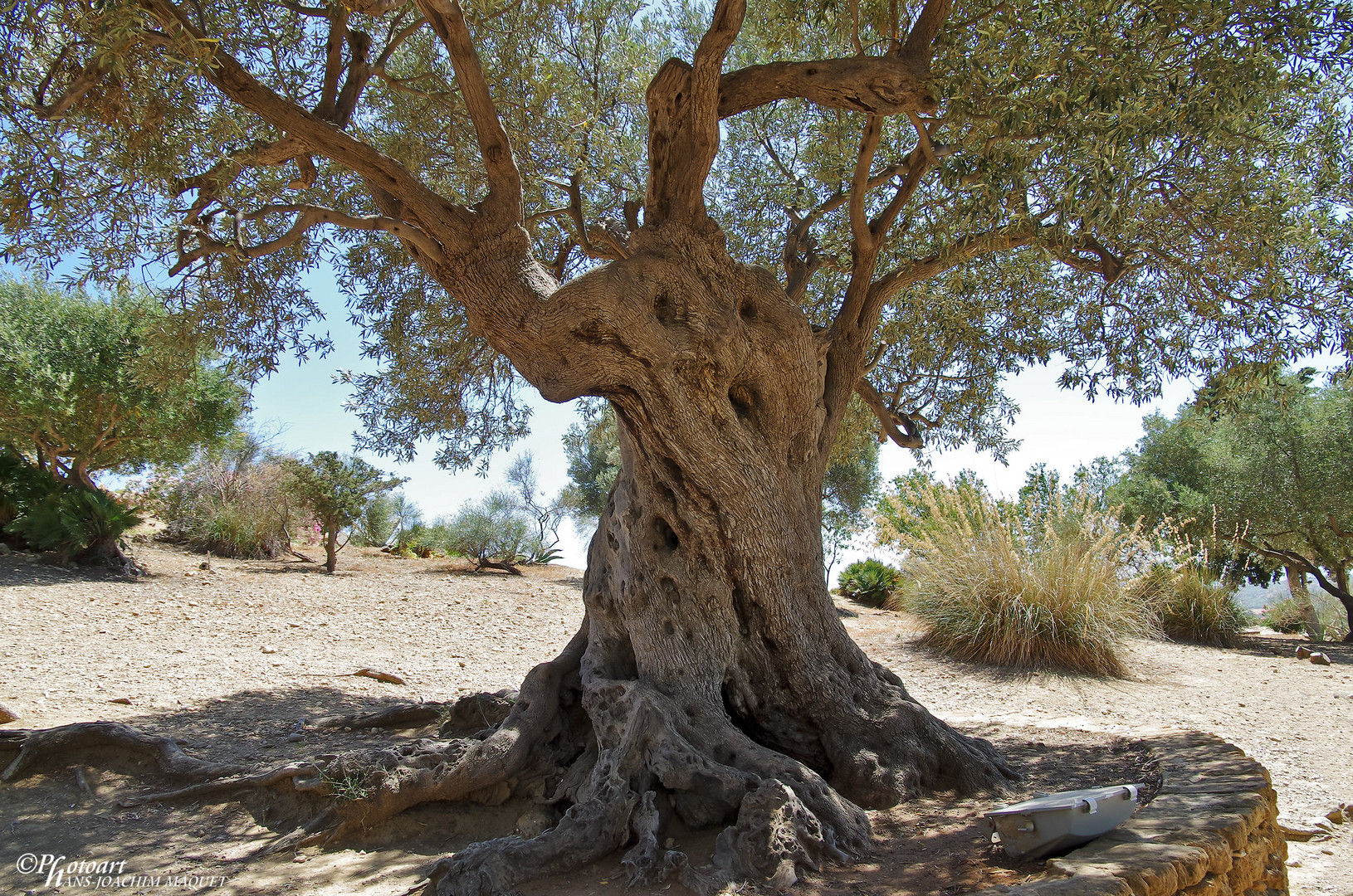 Agrigent Baum