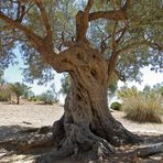 Agrigent Baum