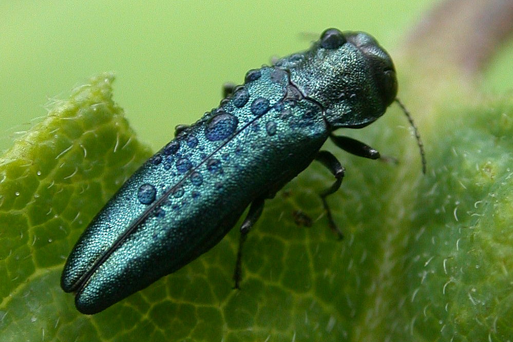 Agrilus