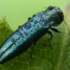 Agrilus