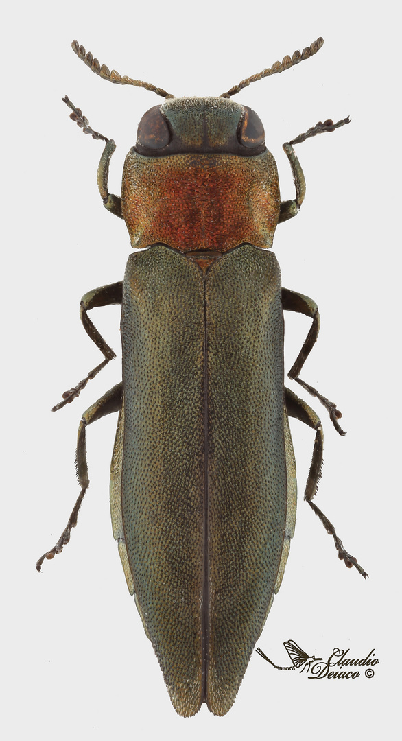 Agrilus auricollis Kiesenwetter, 1857