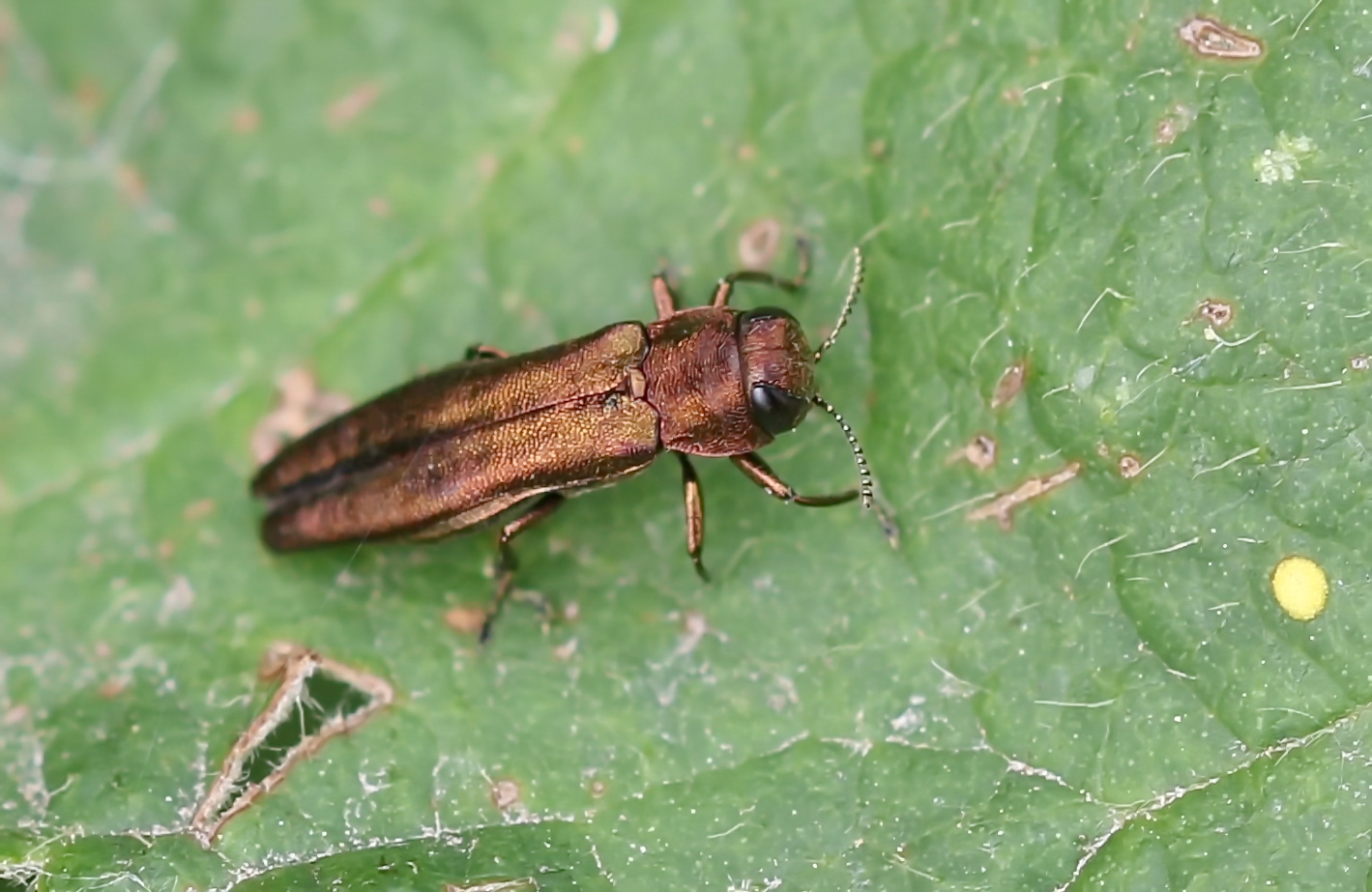 Agrilus cuprescens Foto & Bild natur, insekten, tiere Bilder auf