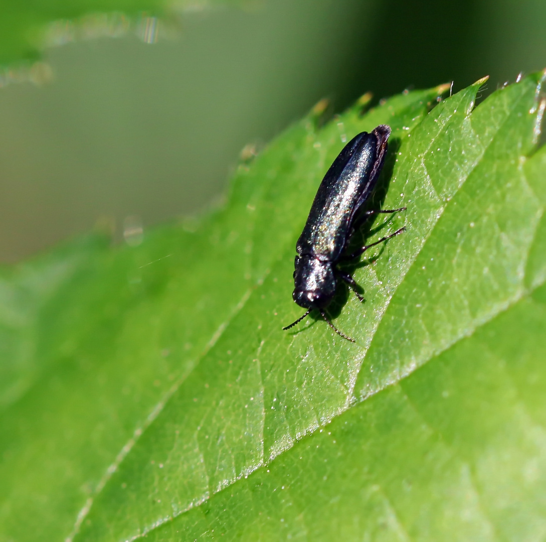 Agrilus cyanescens