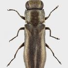 Agrilus roscidus Kiesenwetter, 1857