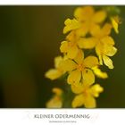 Agrimony