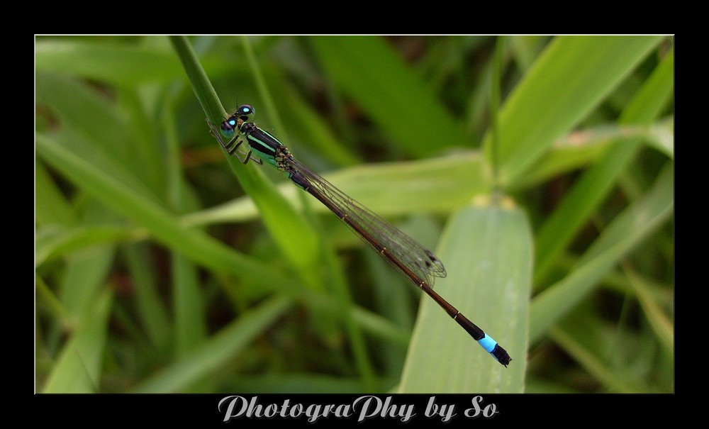 Agrion