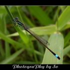 Agrion