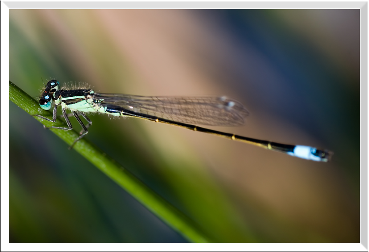 Agrion