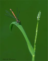 agrion 1