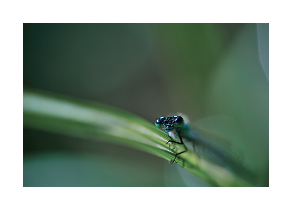 agrion 2