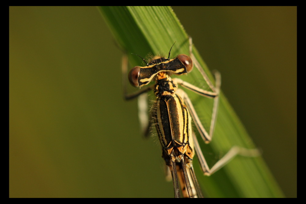 Agrion (2)