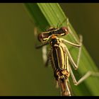 Agrion (2)