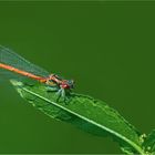 agrion 2