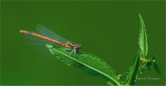 agrion 2