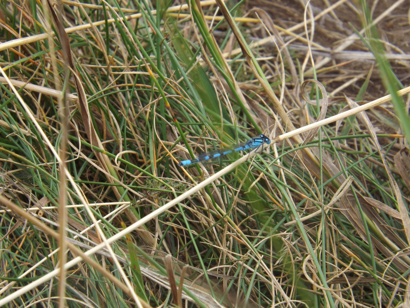 Agrion