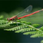 agrion 4