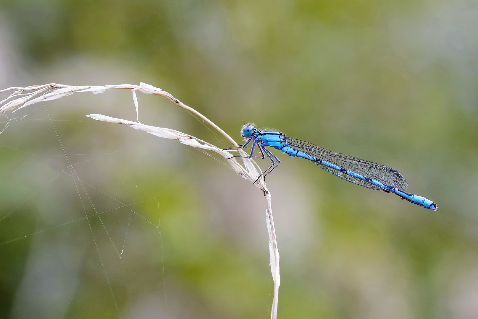 Agrion...