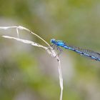 Agrion...