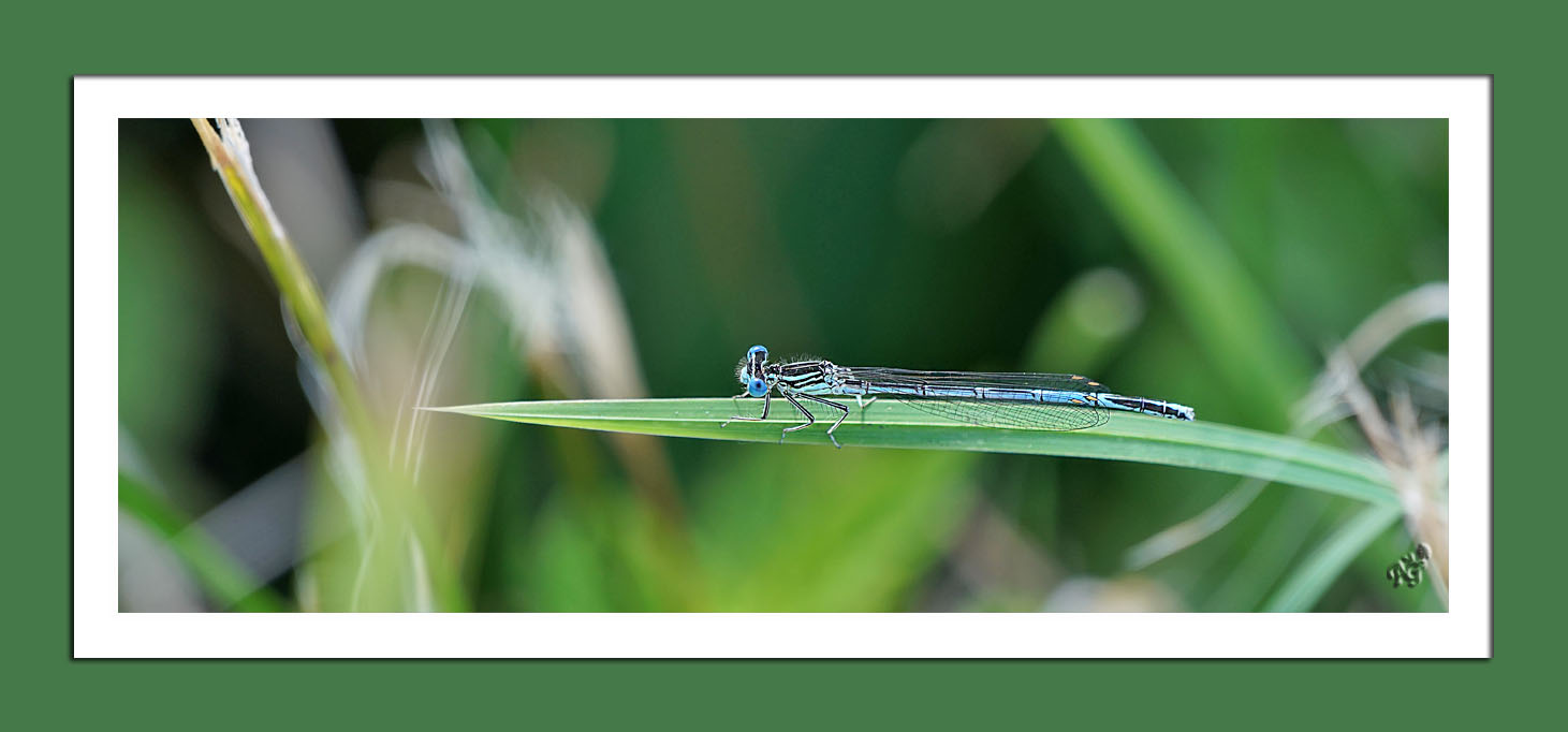 Agrion 