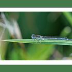 Agrion 