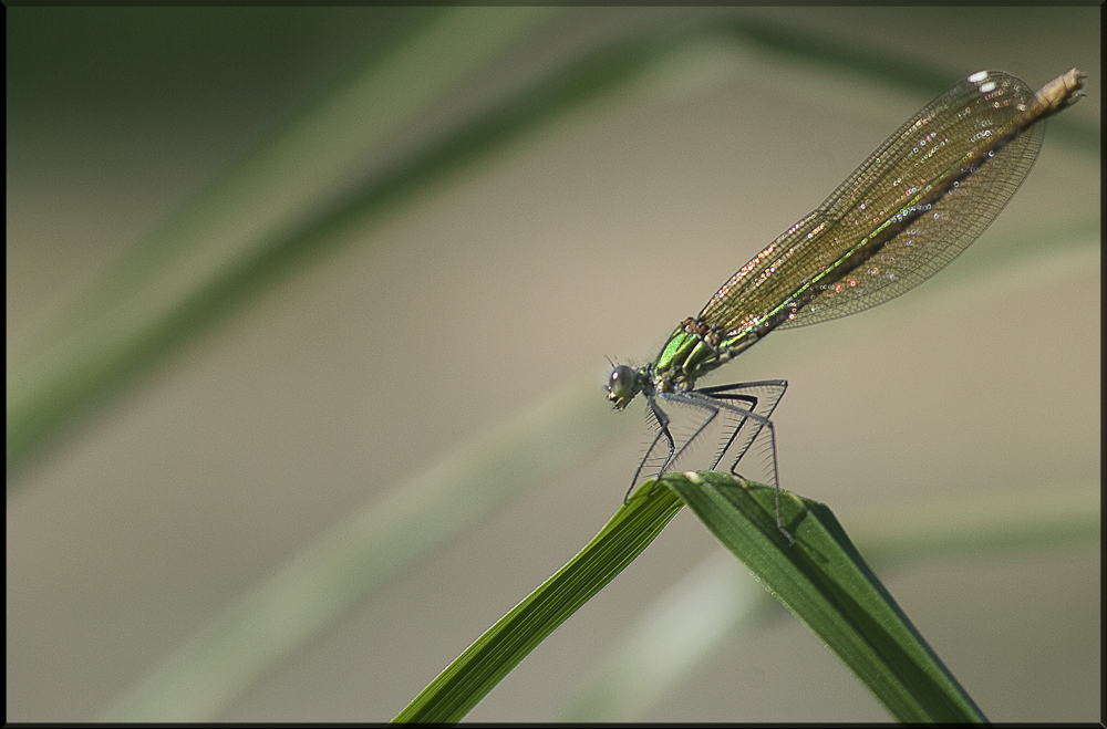 Agrion