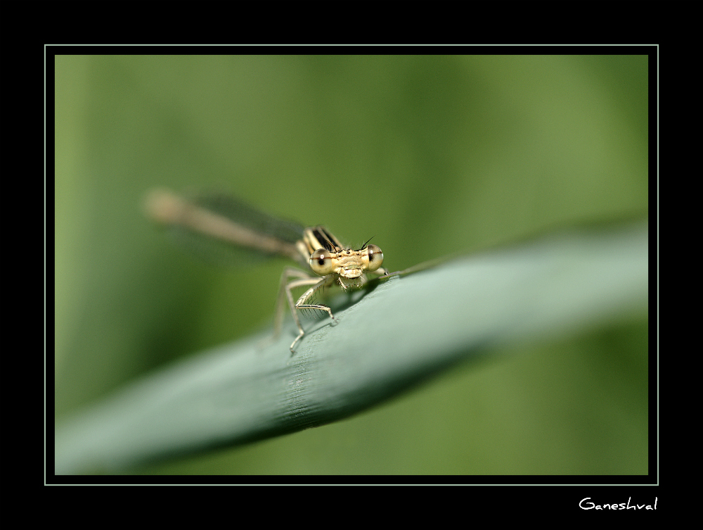 AGRION