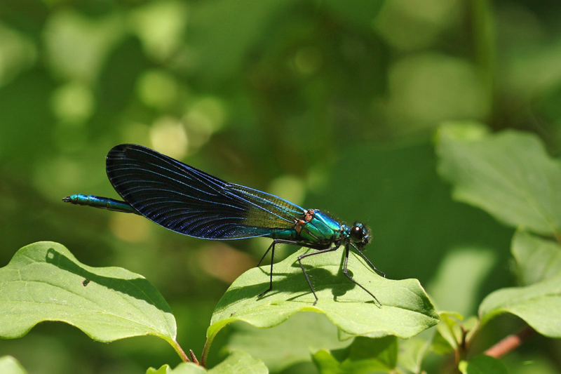 Agrion