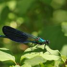 Agrion