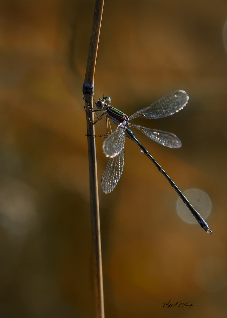 Agrion 