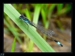 agrion