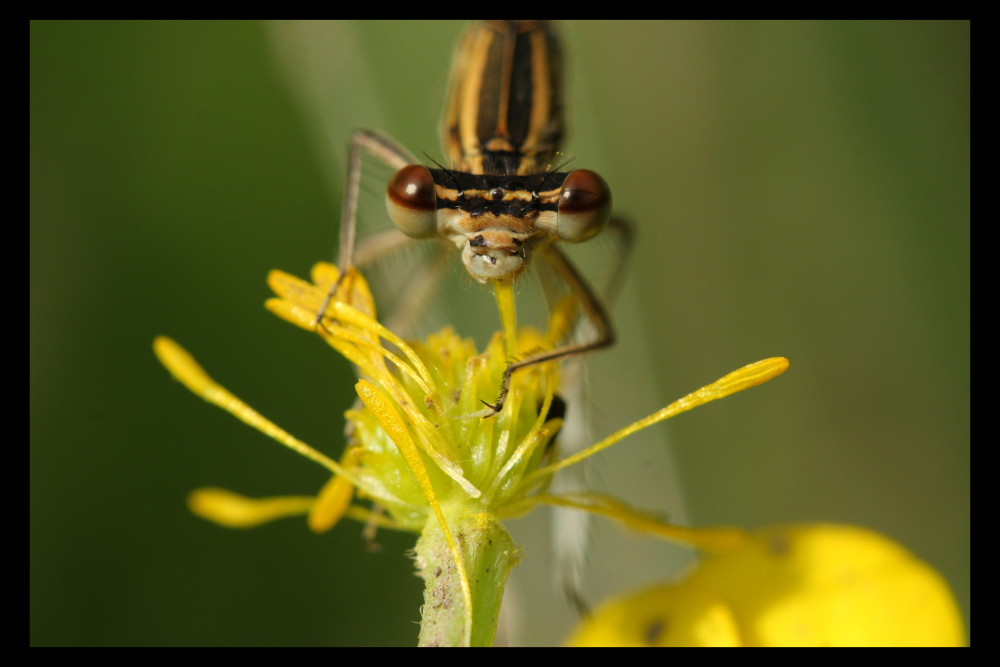 Agrion