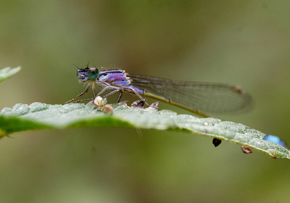 Agrion