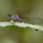 Agrion