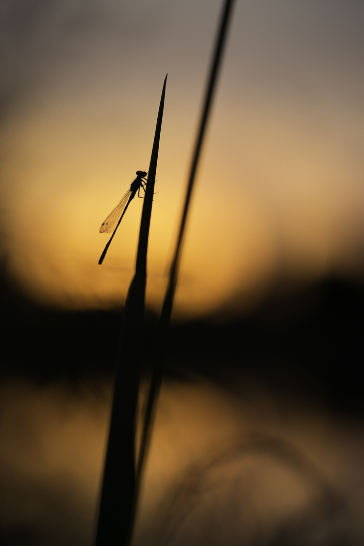 Agrion